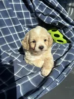 Grady, a male Cockapoo and Poodle - Toy  for sale in Salisbury, NC – 1 of 6