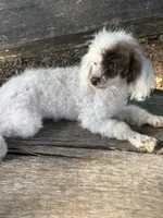Special, a female Poodle - Toy  for sale in Salisbury, NC – 5 of 10