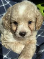 Grady, a male Cockapoo and Poodle - Toy  for sale in Salisbury, NC – 2 of 6