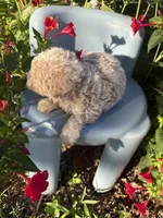Cash, a male Poodle - Toy  for sale in Salisbury, NC – 2 of 4
