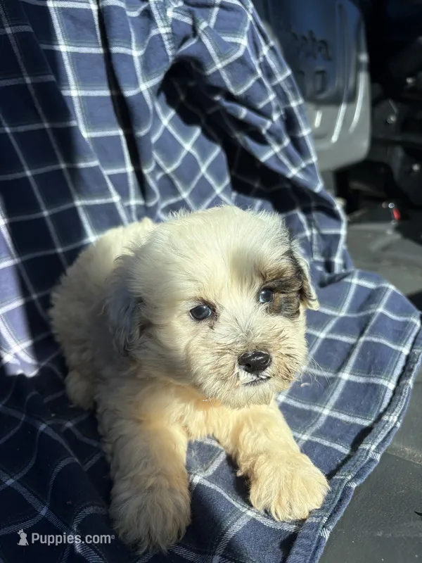 Cooper – Poodle - Toy  puppy for sale in Salisbury, NC