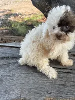 Special, a female Poodle - Toy  for sale in Salisbury, NC – 2 of 4