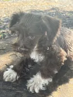 Fancy, a female Miniature Schnauzer for sale in Salisbury, NC – 4 of 10