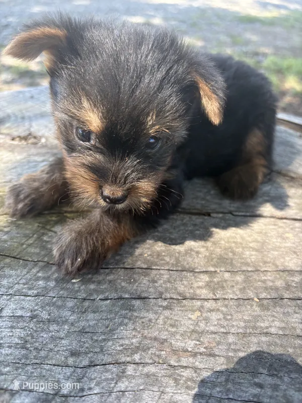 Snazzy – Yorkshire Terrier puppy for sale in Salisbury, NC