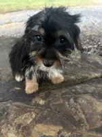 Mo, a male Yorkshire Terrier for sale in Salisbury, NC – 5 of 5