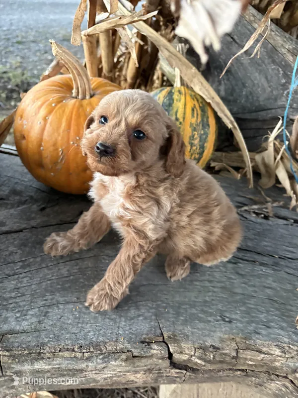Garth – Cockapoo, Poodle - Toy  puppy for sale in Salisbury, NC