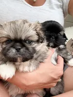 Charmander, a male Pekingese for sale in Kuna, ID – 2 of 5