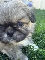 Charmander, a male Pekingese for sale in Kuna, ID – 1 of 5