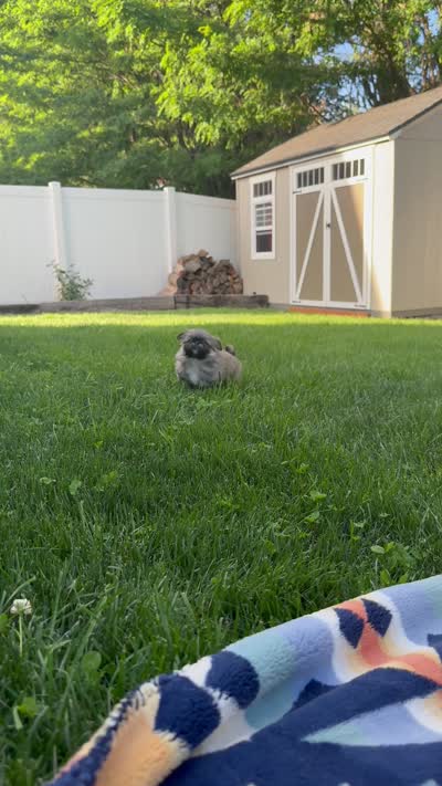 Charmander, a male Pekingese for sale in Kuna, ID – 5 of 5