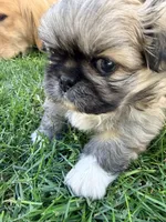 Charmander, a male Pekingese for sale in Kuna, ID – 3 of 5