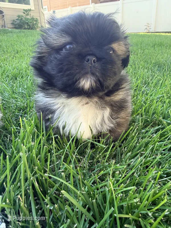 Snorlax, a male Pekingese for sale in Kuna, ID – 1 of 3