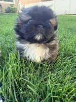 Snorlax, a male Pekingese for sale in Kuna, ID – 1 of 3