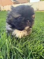 Snorlax, a male Pekingese for sale in Kuna, ID – 2 of 3