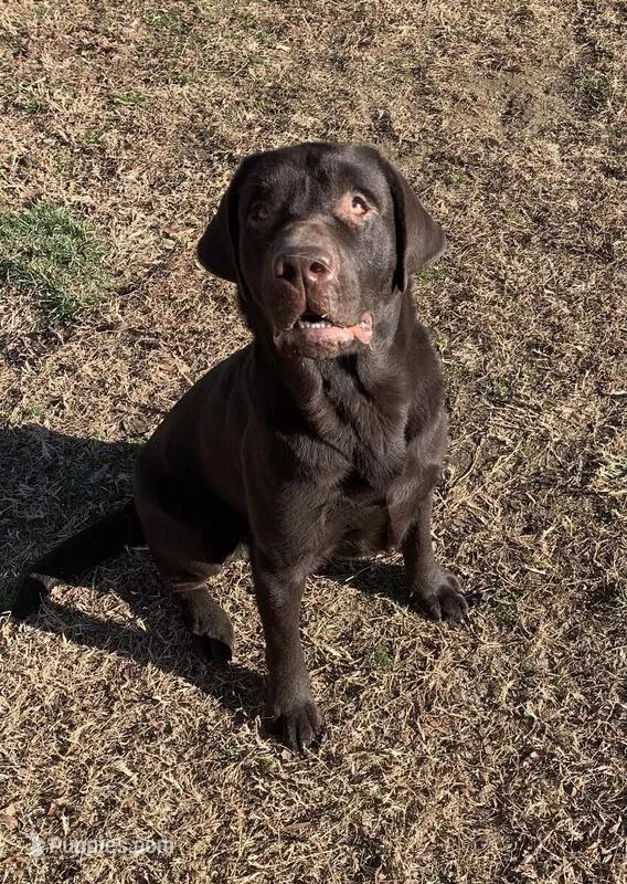 Bubba – Labrador Retriever puppy for sale in Fredericksburg, VA