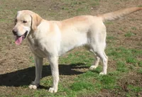 Harper, a female Labrador Retriever for sale in Fredericksburg, VA – Photo 1 of 3