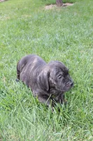 chico, a male Cane Corso for sale in Corona, CA – Photo 2 of 2