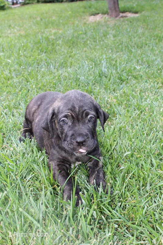 chico – Cane Corso puppy for sale in Corona, CA