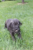 chico, a male Cane Corso for sale in Corona, CA – Photo 1 of 2