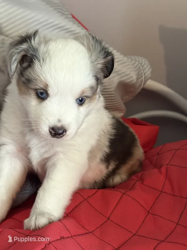 Splash  – Miniature Australian Shepherd puppy for sale in Meadville, MS