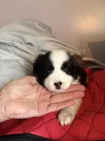 Mango, a female Miniature Australian Shepherd for sale in Meadville, MS – 1 of 1