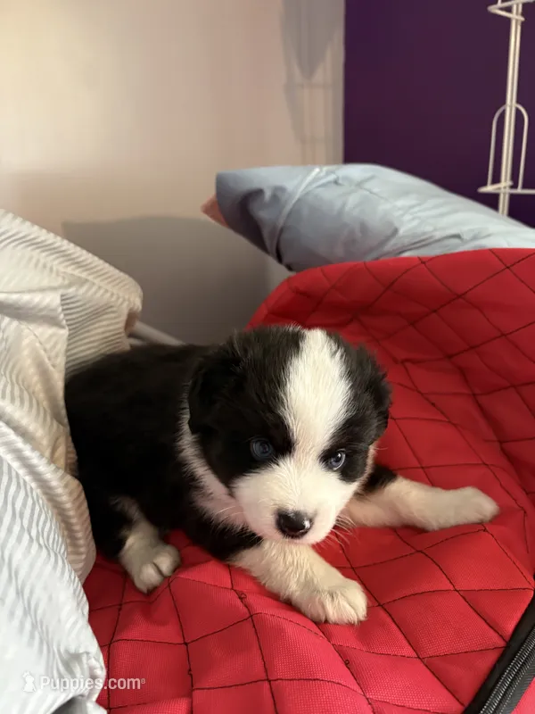 Castle – Miniature Australian Shepherd puppy for sale in Meadville, MS