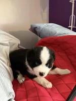 Castle, a male Miniature Australian Shepherd for sale in Meadville, MS – 1 of 1