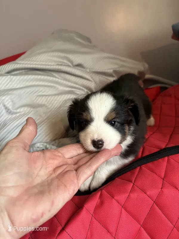 Sandy  – Miniature Australian Shepherd puppy for sale in Meadville, MS