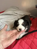 Sandy , a female Miniature Australian Shepherd for sale in Meadville, MS – 1 of 1