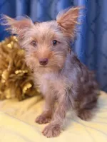 Marilyn Monroe, a female Yorkshire Terrier for sale in Lewisburg, TN – 5 of 9