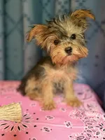 Lilly, a female Yorkshire Terrier for sale in Lewisburg, TN – 1 of 7