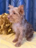 Marilyn Monroe, a female Yorkshire Terrier for sale in Lewisburg, TN – 2 of 9