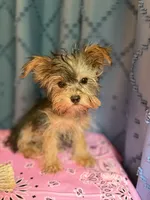 Lilly, a female Yorkshire Terrier for sale in Lewisburg, TN – 4 of 7
