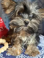 Derrick, a male Yorkshire Terrier for sale in Lewisburg, TN – 2 of 4