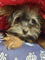 Derrick, a male Yorkshire Terrier for sale in Lewisburg, TN – 3 of 4