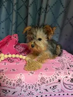 Lilly, a female Yorkshire Terrier for sale in Lewisburg, TN – 7 of 7