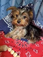 Winston, a male Yorkshire Terrier for sale in Lewisburg, TN – 2 of 4