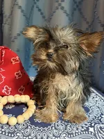 Derrick, a male Yorkshire Terrier for sale in Lewisburg, TN – 4 of 4