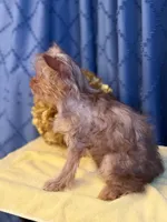 Marilyn Monroe, a female Yorkshire Terrier for sale in Lewisburg, TN – 9 of 9