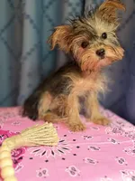 Lilly, a female Yorkshire Terrier for sale in Lewisburg, TN – 5 of 7