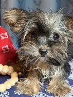Derrick, a male Yorkshire Terrier for sale in Lewisburg, TN – 1 of 4