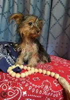 Larry, a male Yorkshire Terrier for sale in Lewisburg, TN – 3 of 4
