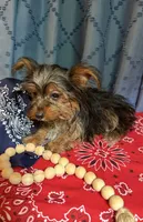 Larry, a male Yorkshire Terrier for sale in Lewisburg, TN – 2 of 4