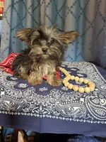 Logan, a male Yorkshire Terrier for sale in Lewisburg, TN – 4 of 4