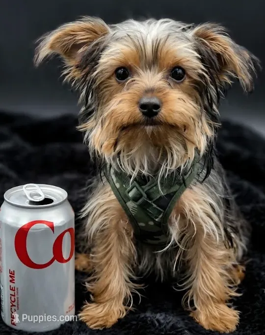 Winston – Yorkshire Terrier puppy for sale in Indianapolis, IN