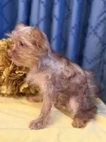 Marilyn Monroe, a female Yorkshire Terrier for sale in Lewisburg, TN – 6 of 9