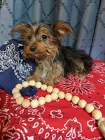Winston, a male Yorkshire Terrier for sale in Lewisburg, TN – 3 of 4