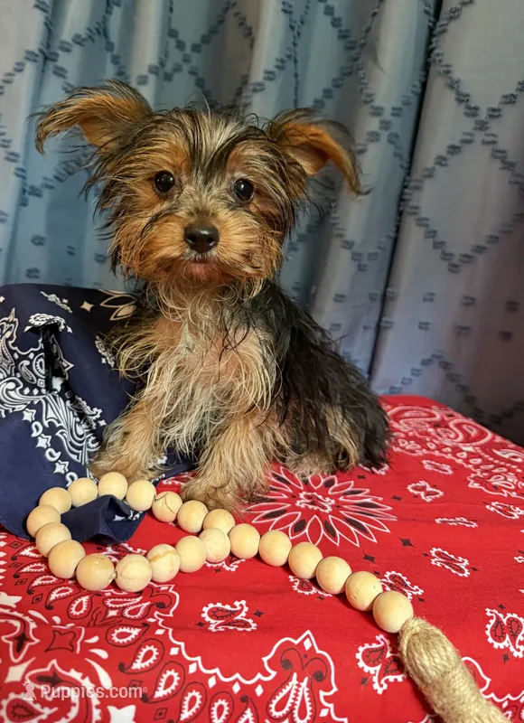 Winston – Yorkshire Terrier puppy for sale in Lewisburg, TN