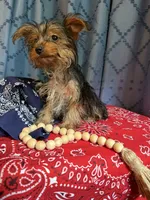 Larry, a male Yorkshire Terrier for sale in Lewisburg, TN – 4 of 4