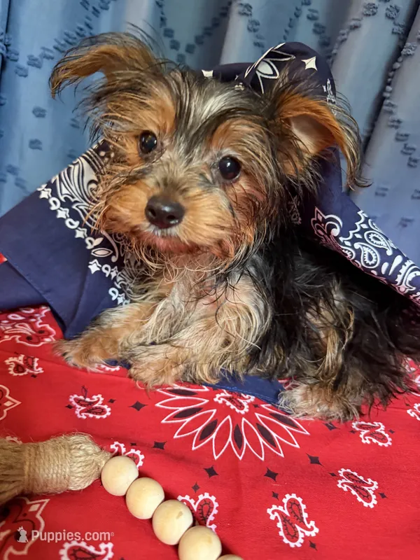 Larry – Yorkshire Terrier puppy for sale in Lewisburg, TN