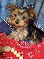 Larry, a male Yorkshire Terrier for sale in Lewisburg, TN – 1 of 4